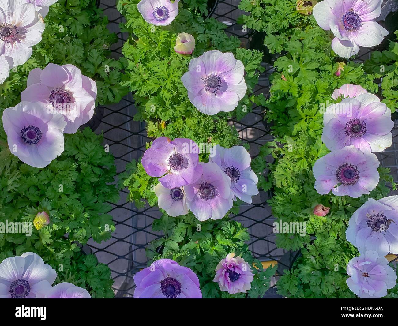 Anemone rosa-blu chiaro papavero fiori in vasi di fiori, primo piano, vista dall'alto Foto Stock