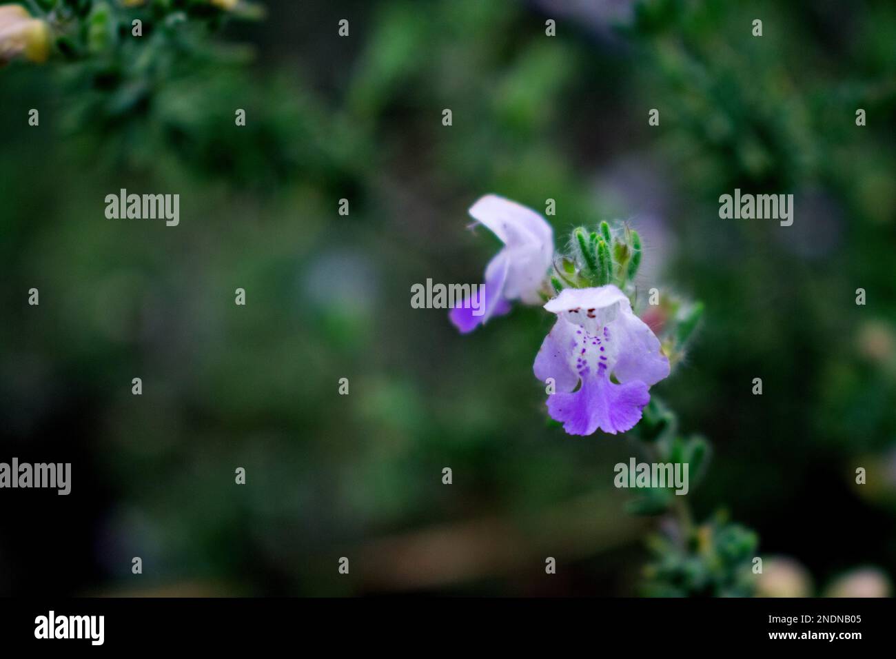 Piccoli fiori viola di una pianta di canescens di Conradina Foto Stock Piccoli fiori viola di una pianta di canescens di Conradina Foto Stock