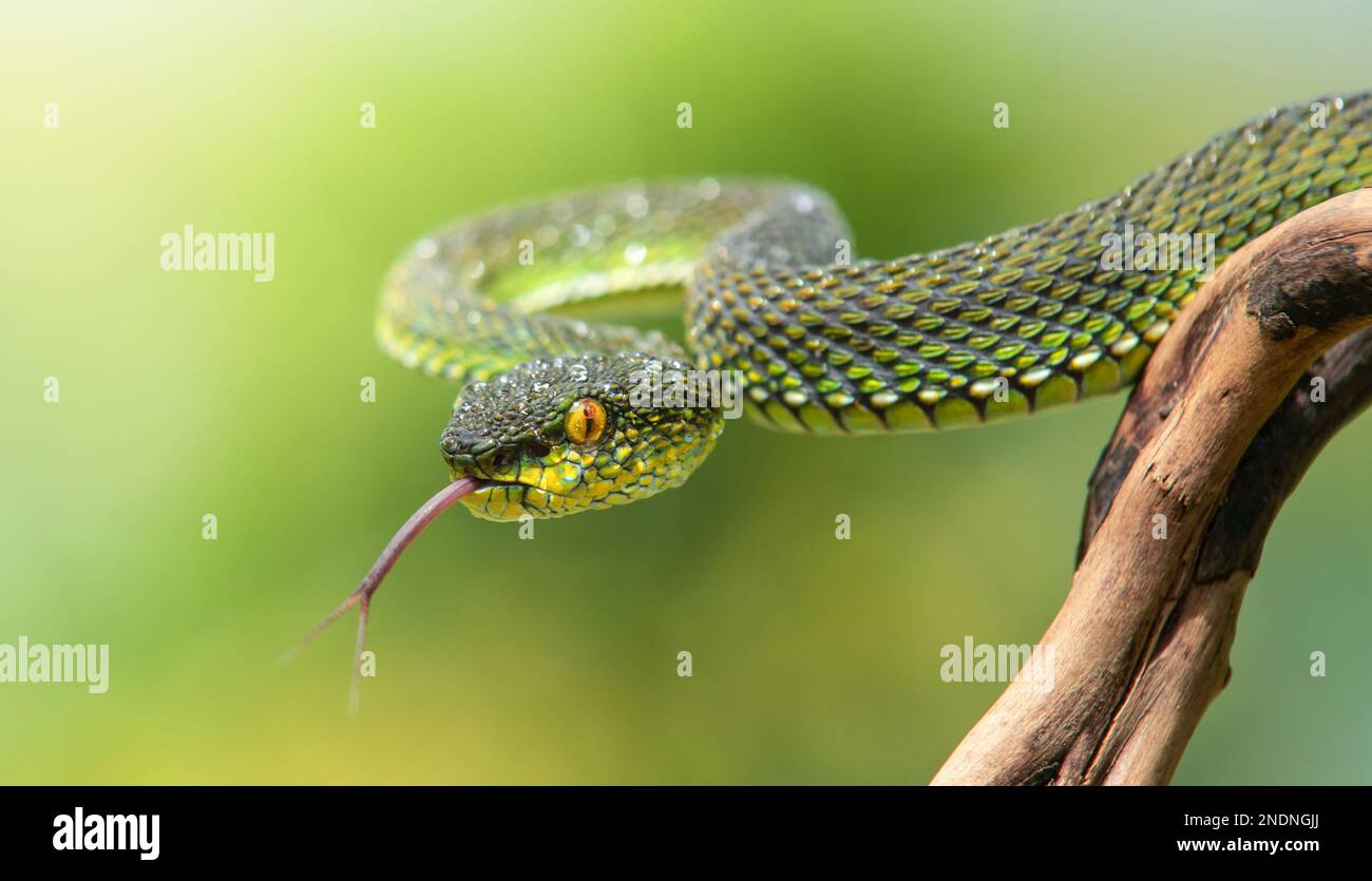 Bel serpente verde Viper in primo piano Foto Stock