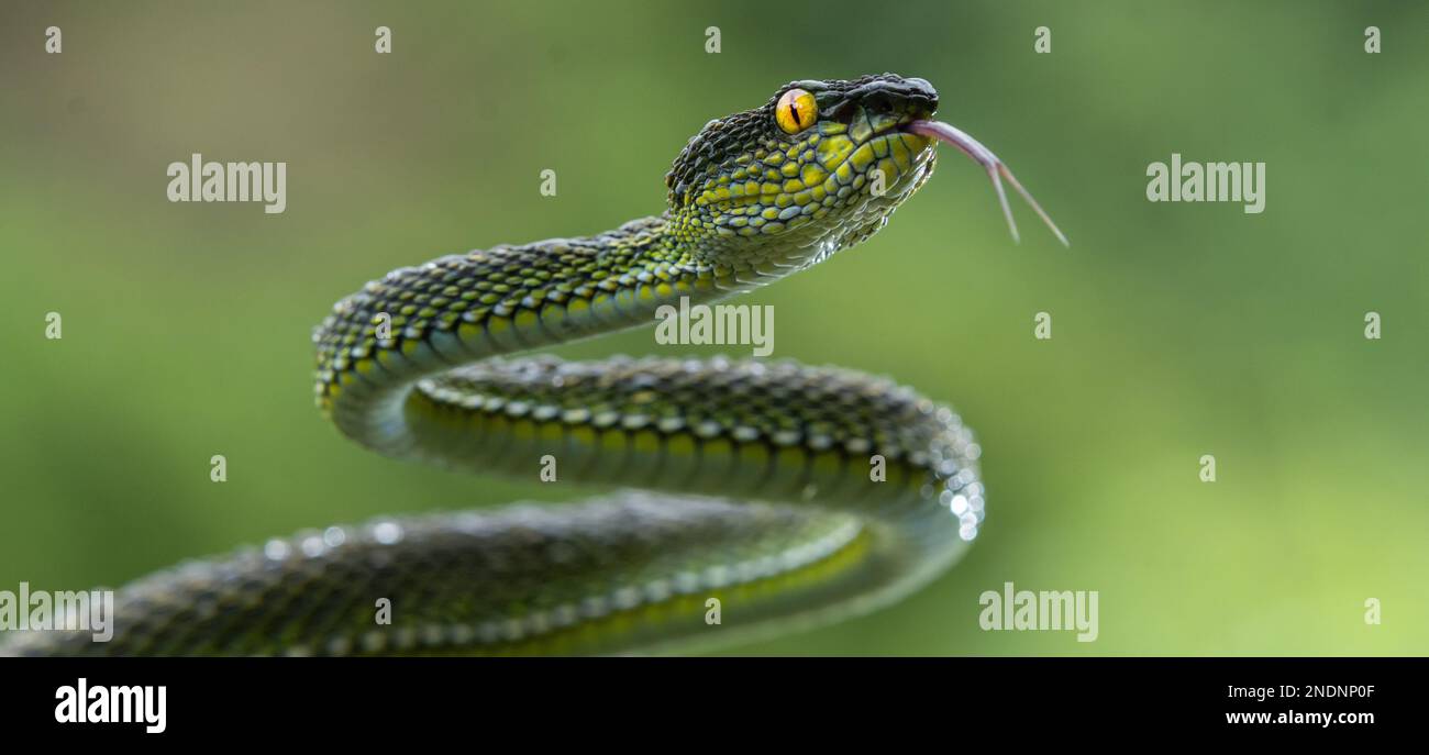 Bel serpente Viper giallo in primo piano Foto Stock