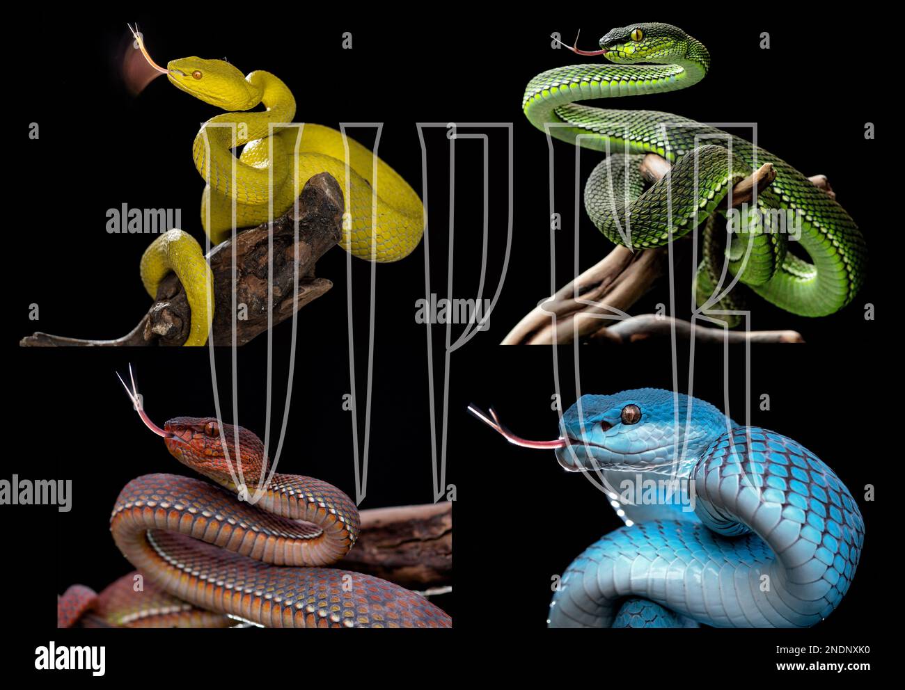Serpenti Viper di colore (giallo, verde, rosso e blu) Foto Stock