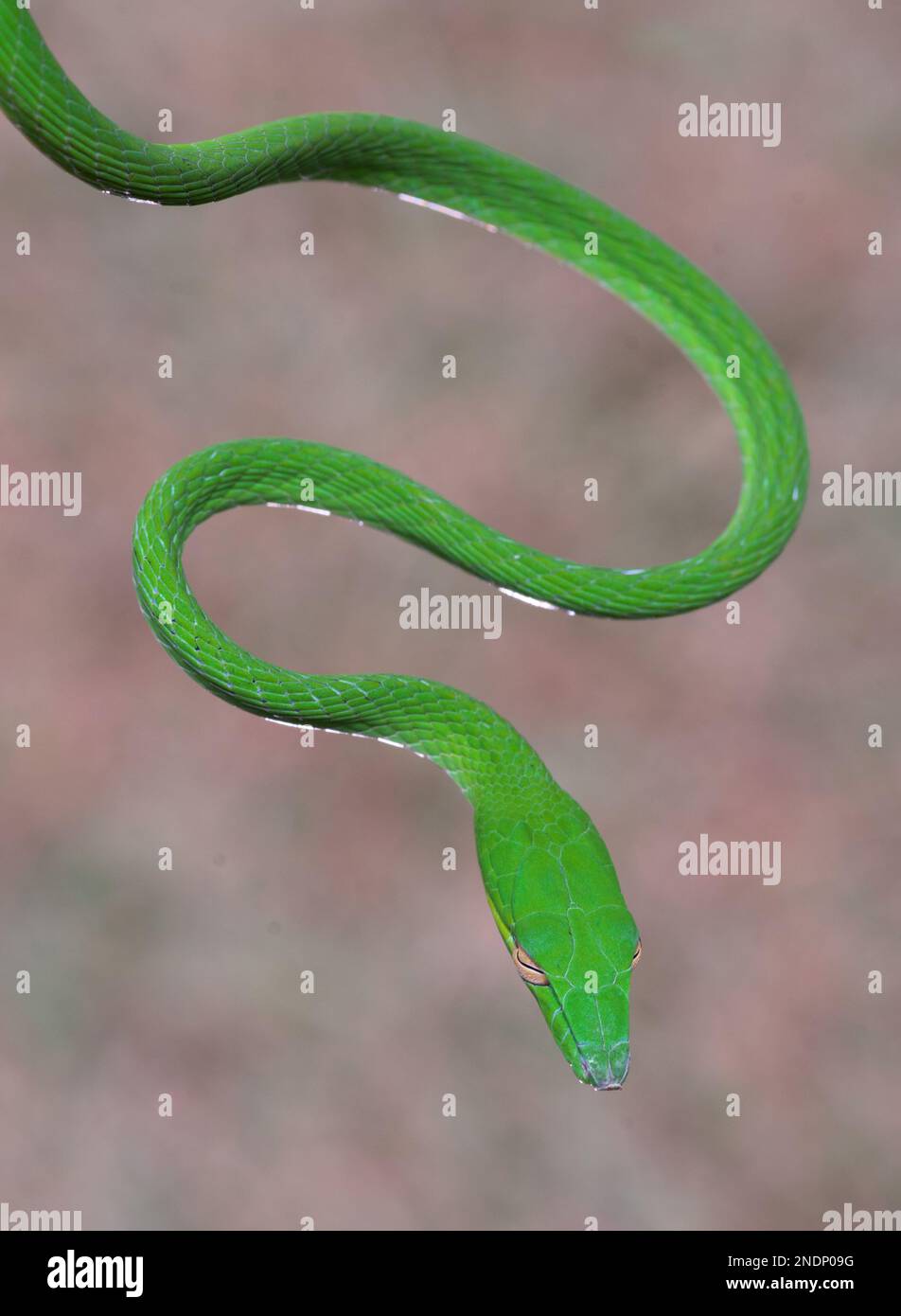 Bella foglia verde Snake in primo piano Foto Stock