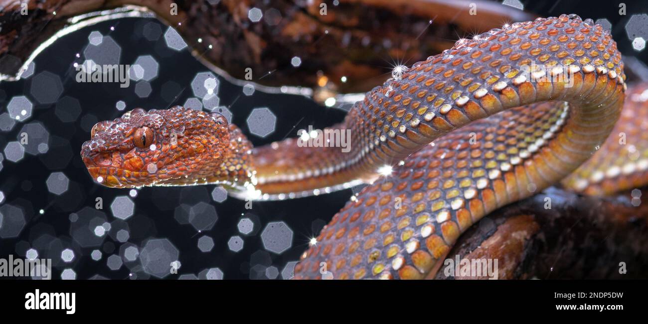 Bel serpente rosso Viper in primo piano Foto Stock