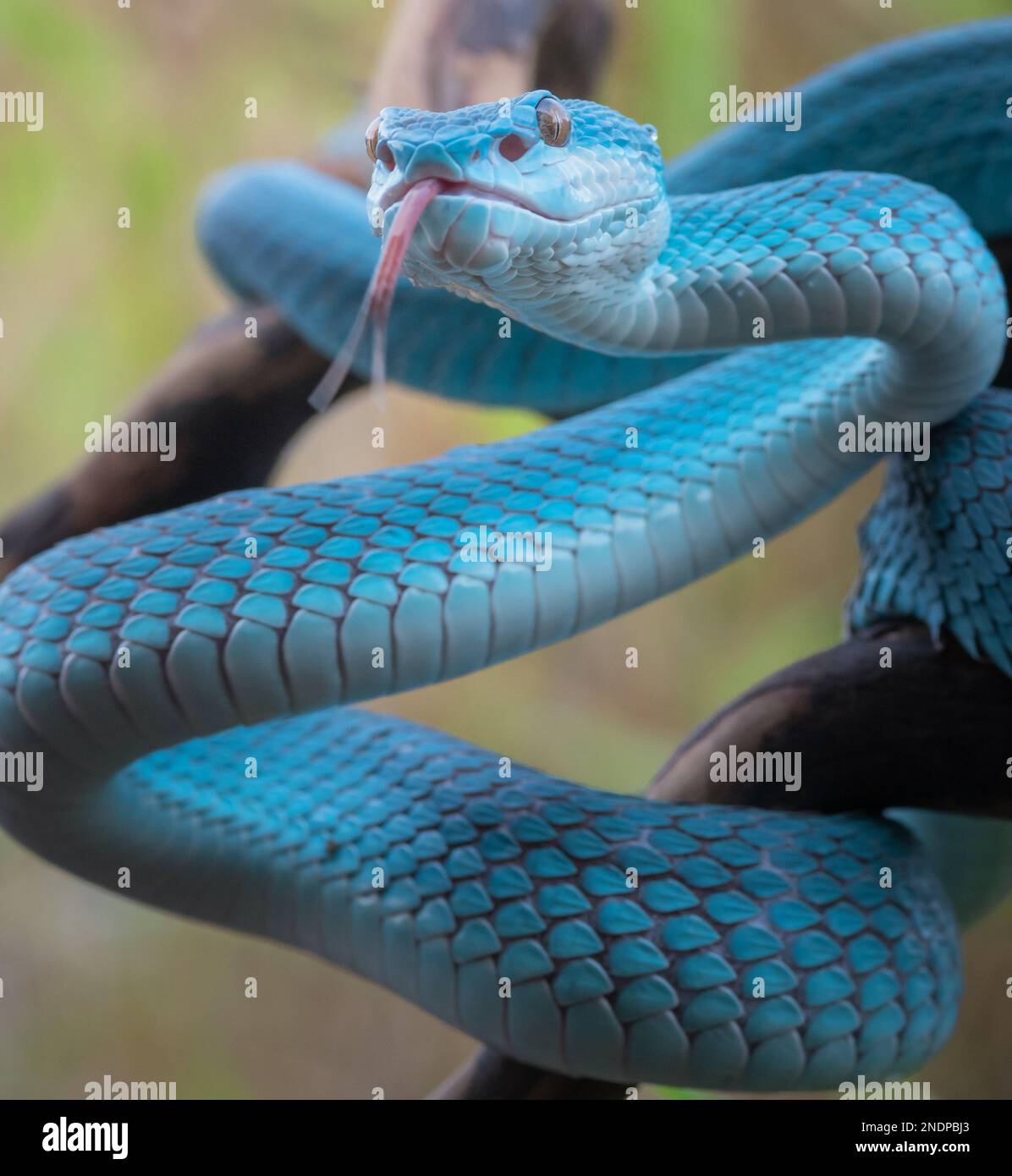 Bel serpente Viper Blu in primo piano Foto Stock
