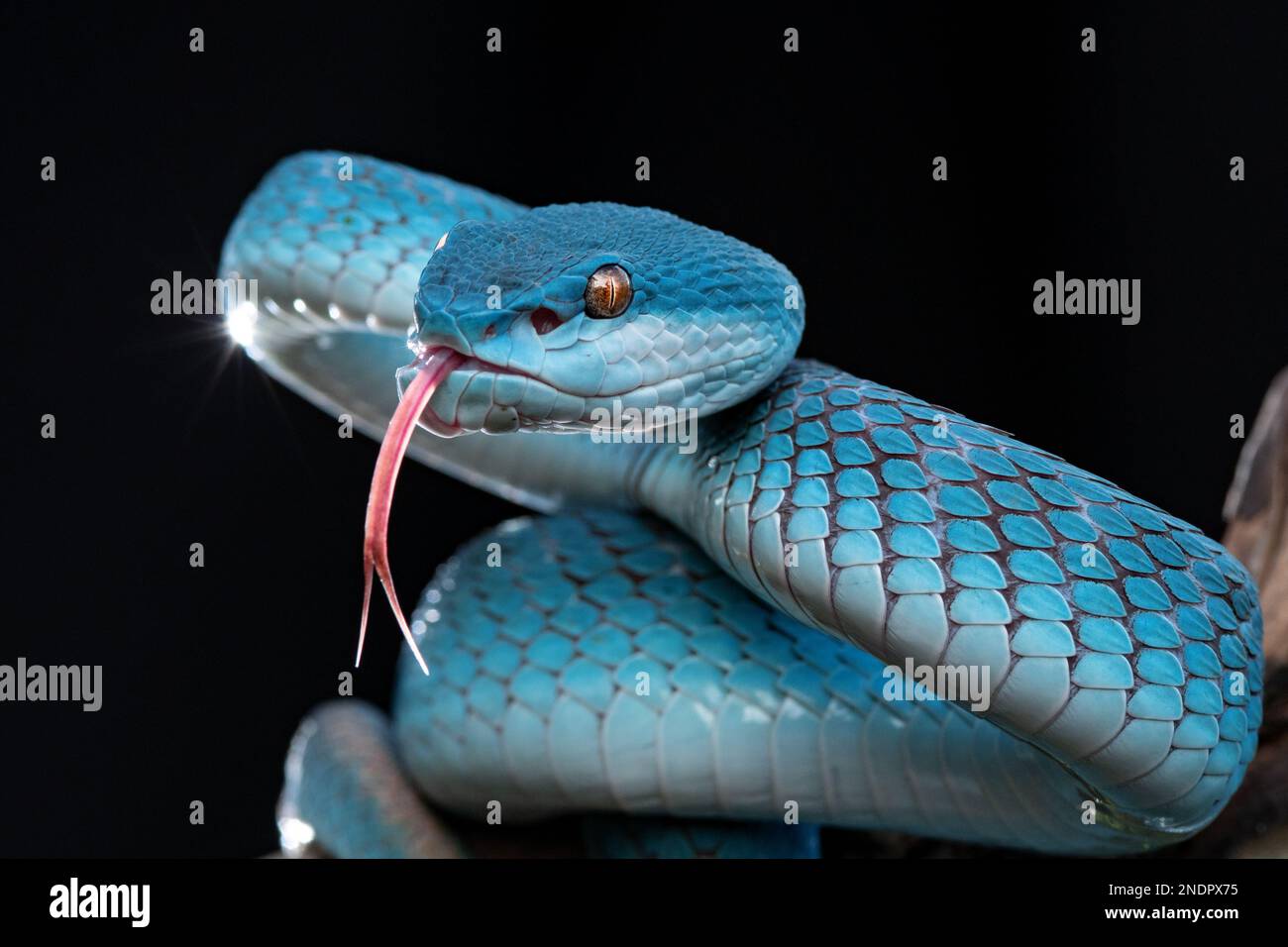 Bel serpente Viper Blu in primo piano Foto Stock