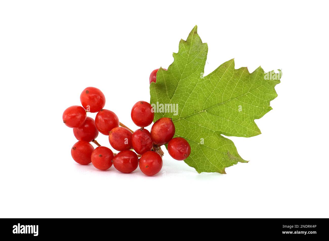 Bacche rosse e foglie di piante di Rosa di Guelder o di Opulus di Viburnum isolate su fondo bianco Foto Stock