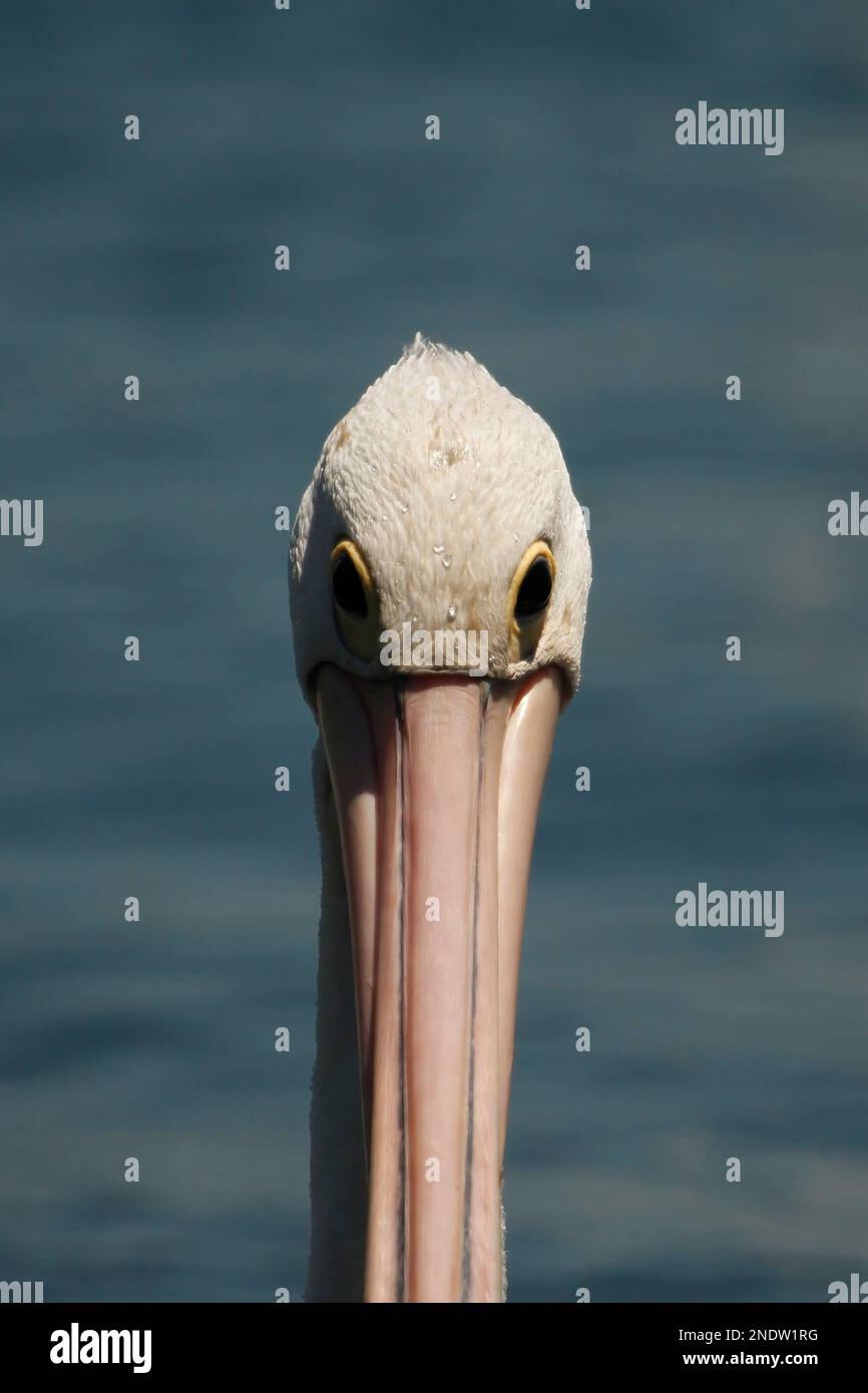 Primo piano facciale del Pelican australiano (Pelecanus conspicillatus) fissando la telecamera. Presa a Port Macquarie, NSW, Australia. Foto Stock