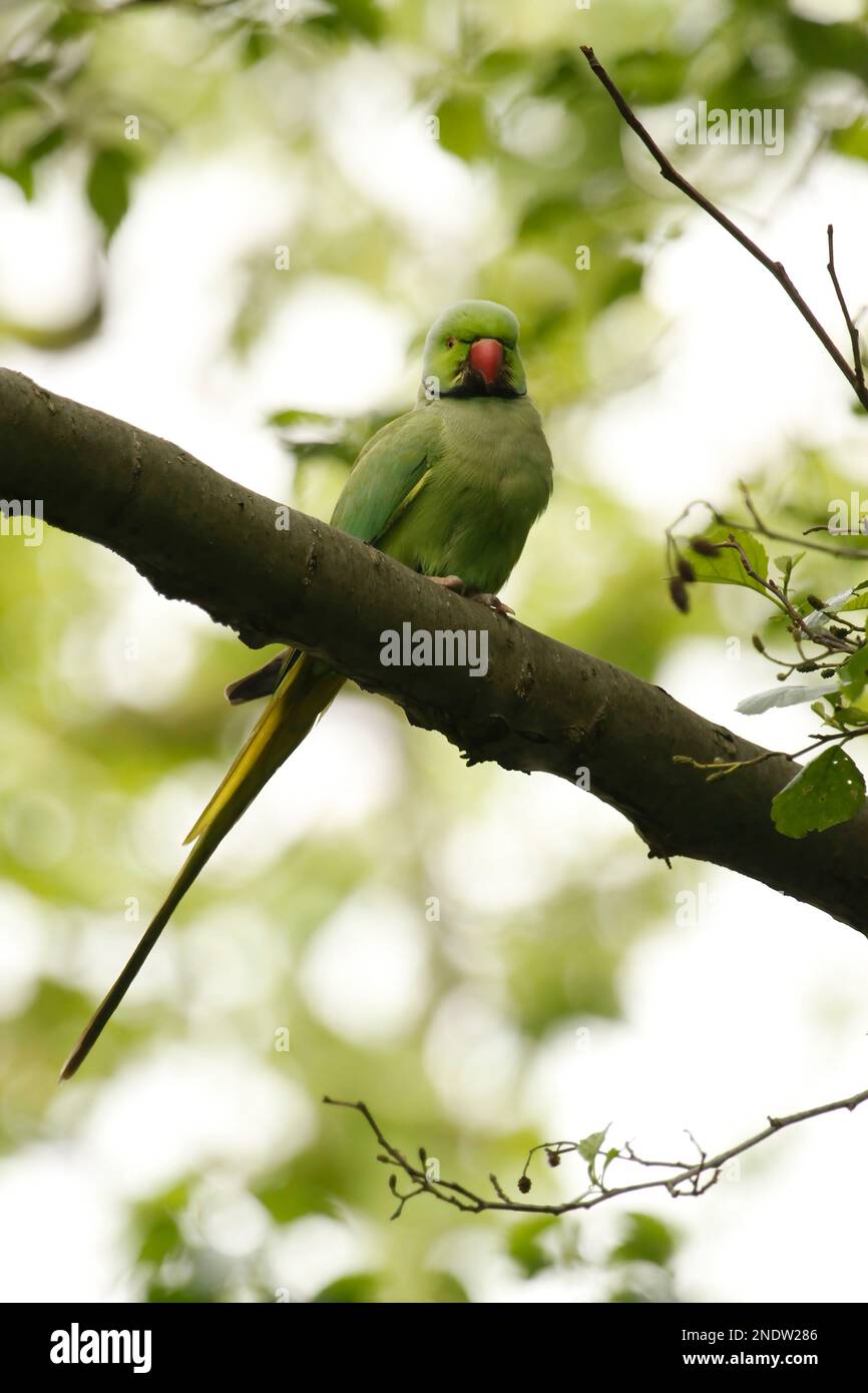 Primo piano di un singolo Parakeet rosolato su un ramo d'albero in un parco. Presa ad Amsterdam, Paesi Bassi. Foto Stock