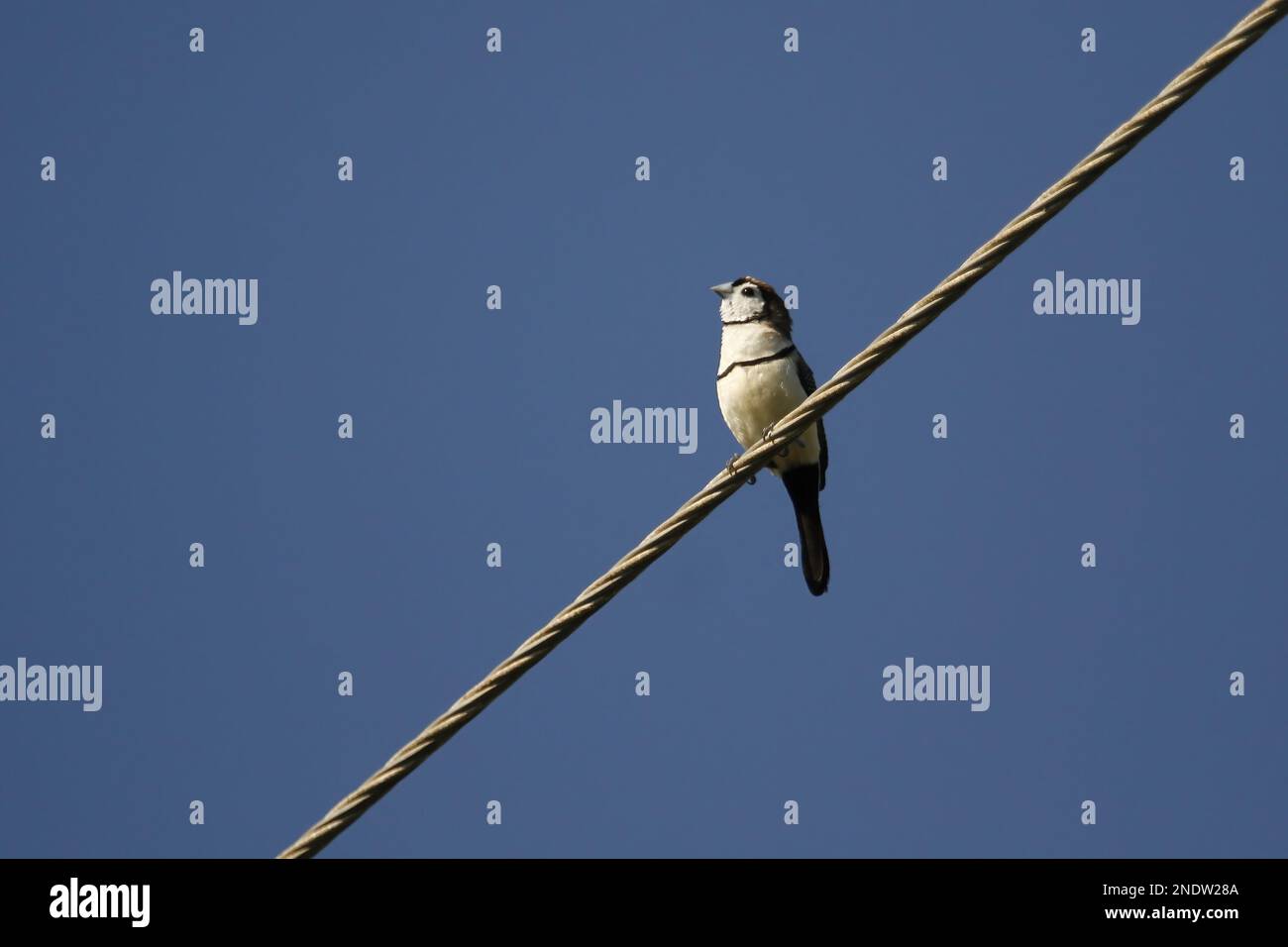 Singolo Finch a doppio sbarramento (Taeniopygia bichenovii o Stizoptera bichenovii) seduto su un filo metallico ad angolo con il cielo blu. Presa a Port Macquari Foto Stock