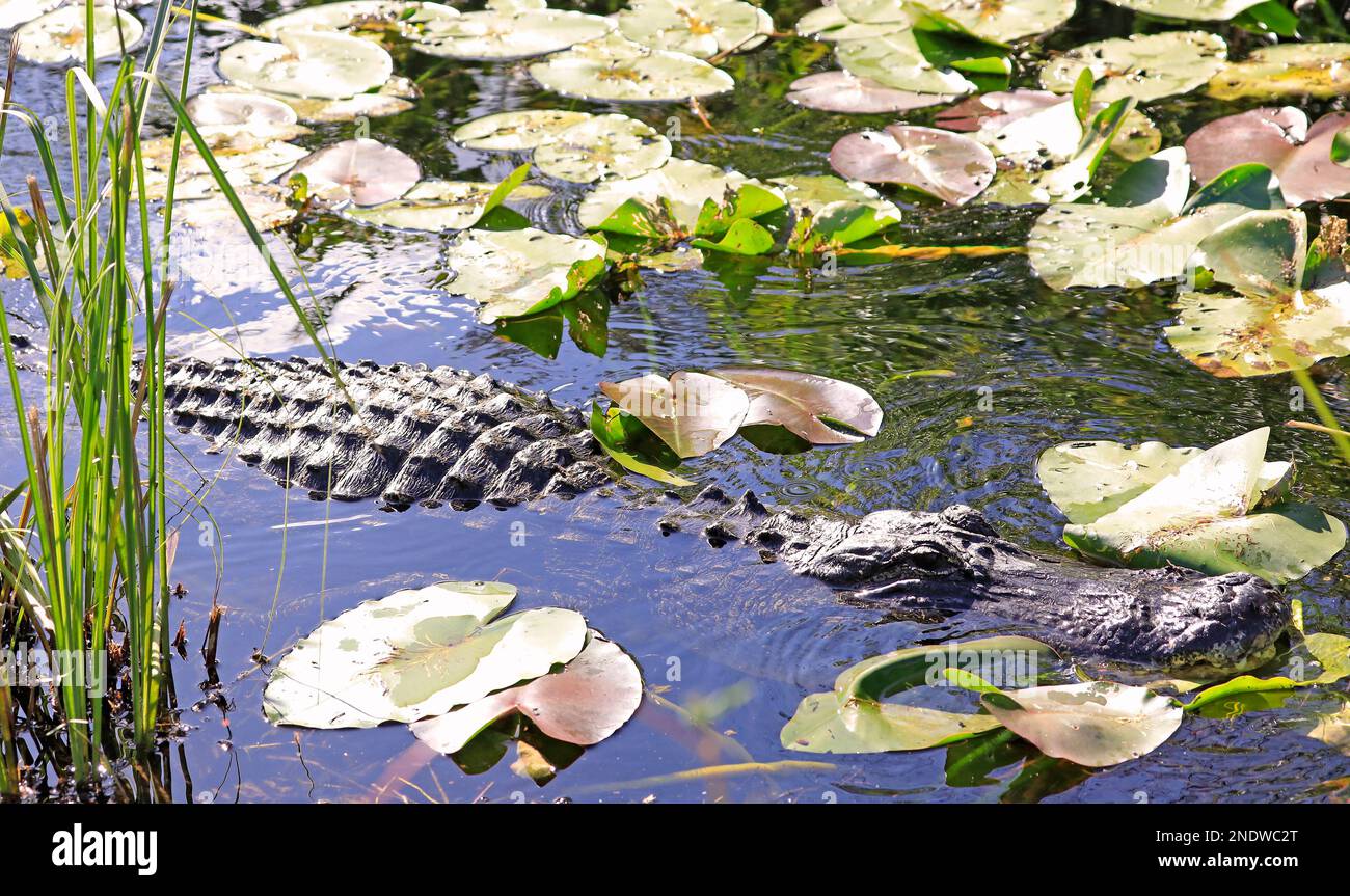 Nuoto con gli alligatori nella palude dell'Everglades National Park, Florida, USA Foto Stock