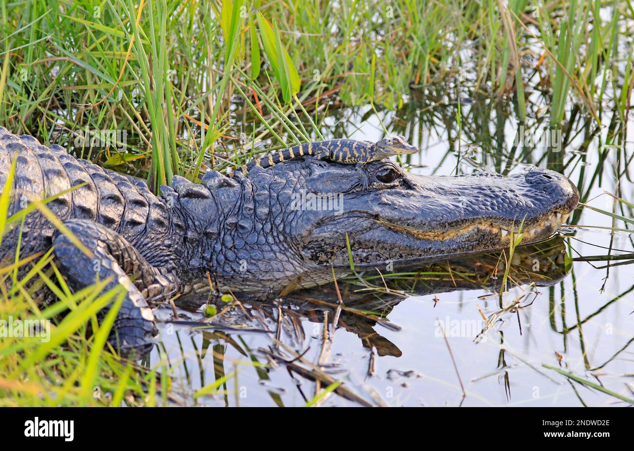 Alligatore madre con il bambino sulla testa nella palude, Everglades National Park, Florida Foto Stock
