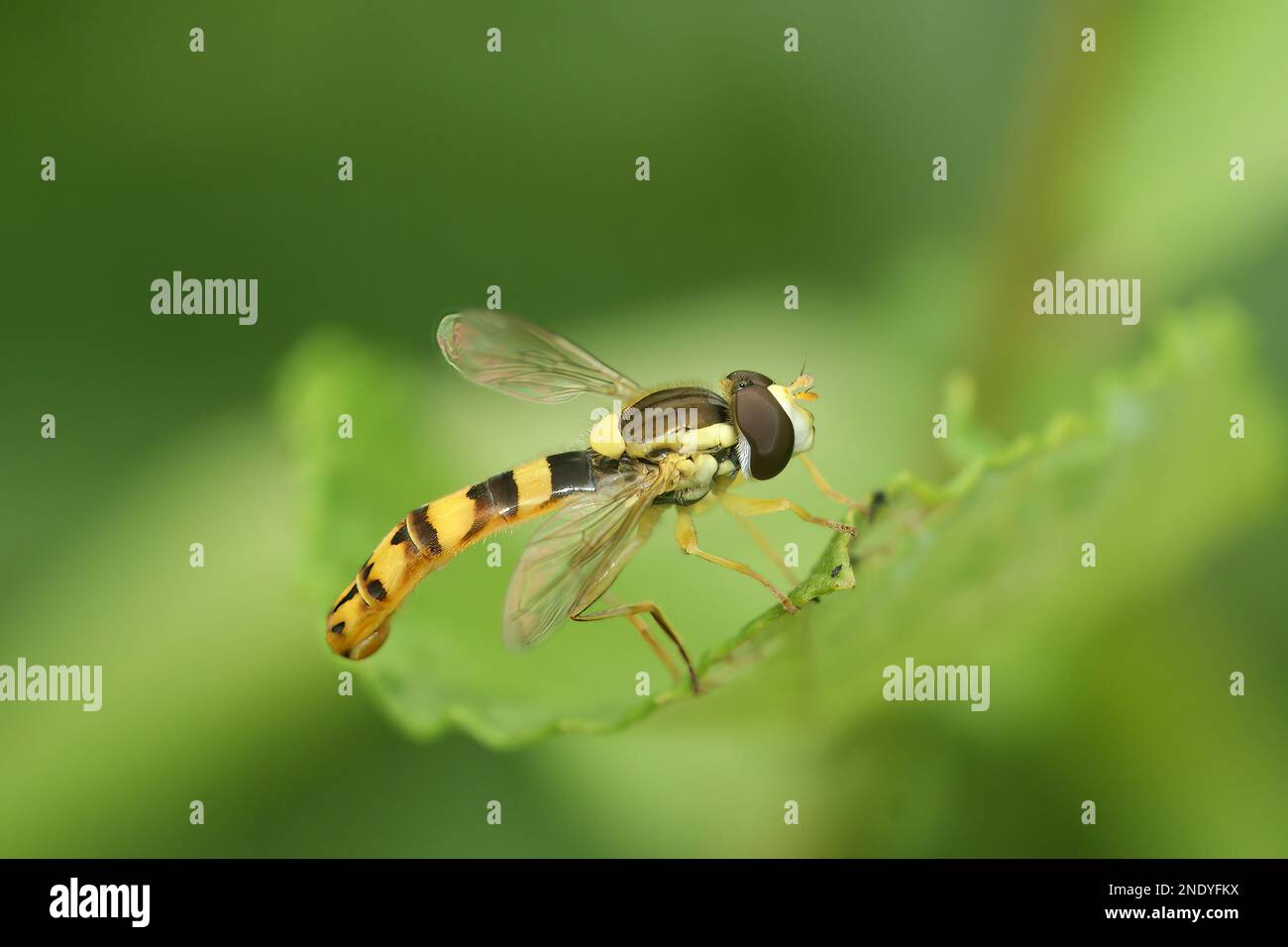 Primo piano naturale su un lungo orrido, Sphaerophoria scripta, seduto su una foglia verde nel giardino Foto Stock