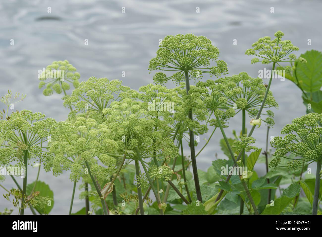 Primo piano naturale su un gruppo di verde giardino di Angelica norvegese Archangelica fiori cime in un lungomare Foto Stock