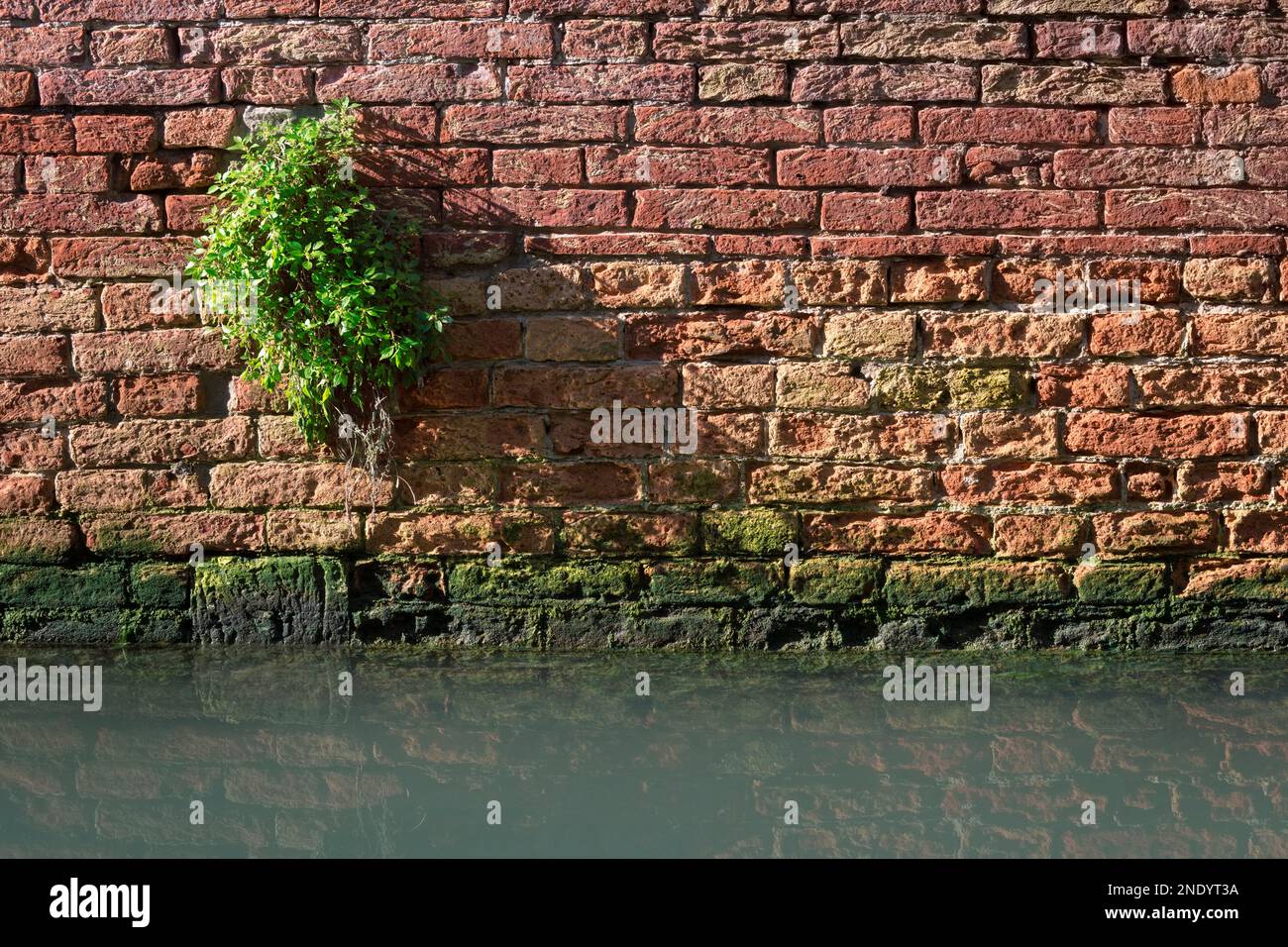 piccola pianta verde che sopravvive sulla vecchia parete di mattoni rossi Foto Stock
