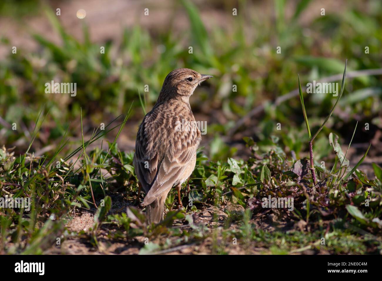 Bird watching sull'erba, Eurasian Skylark, Alauda arvensis Foto Stock