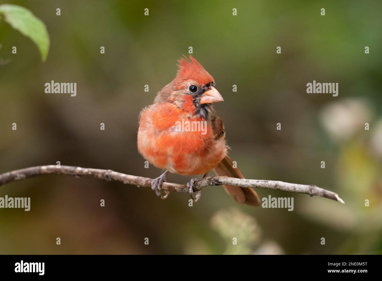 Un primo piano di un cardinale settentrionale (Cardinalis cardinalis) arroccato su un ramo su uno sfondo sfocato Foto Stock