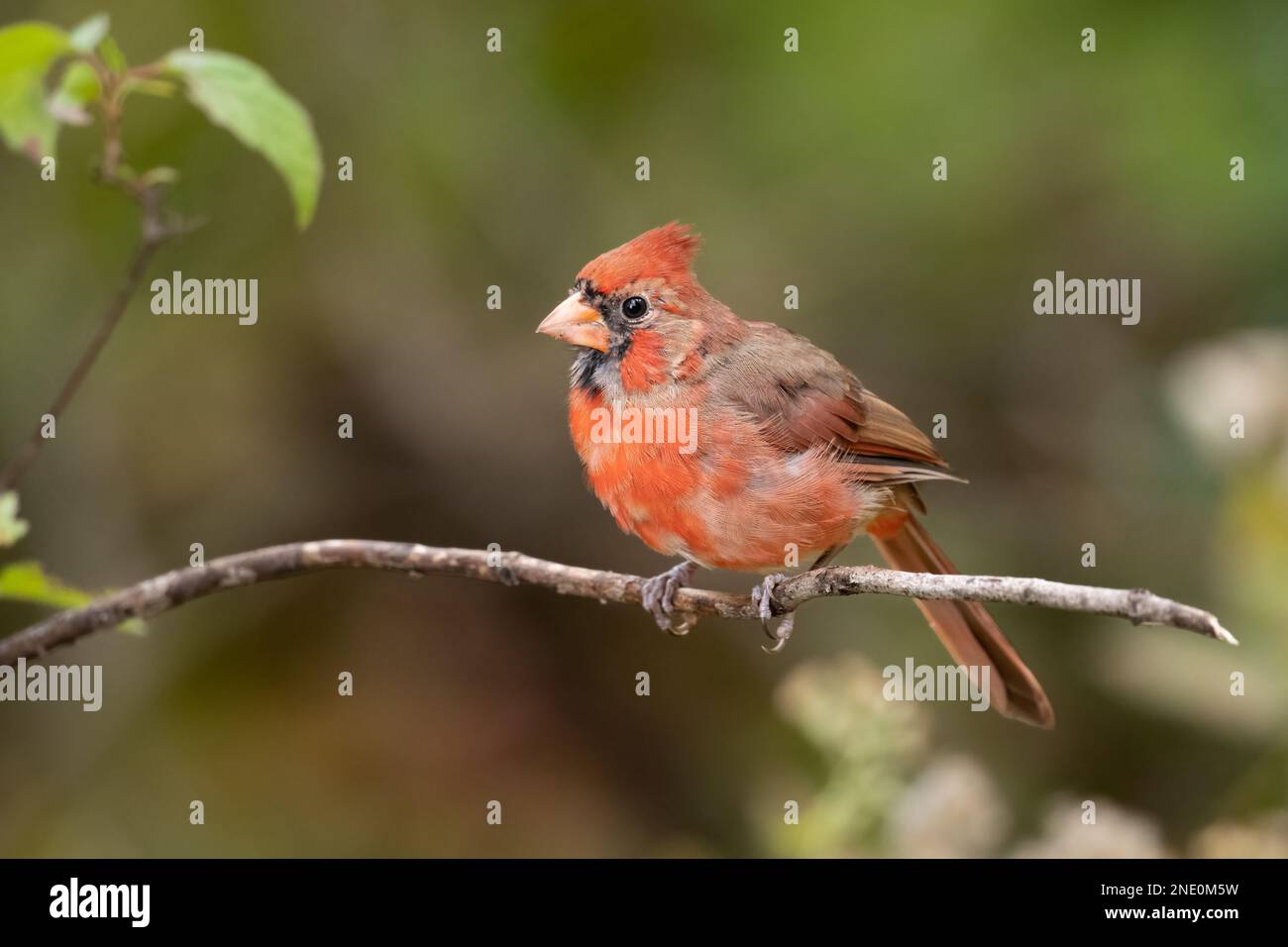 Un primo piano di un cardinale settentrionale (Cardinalis cardinalis) arroccato su un ramo su uno sfondo sfocato Foto Stock