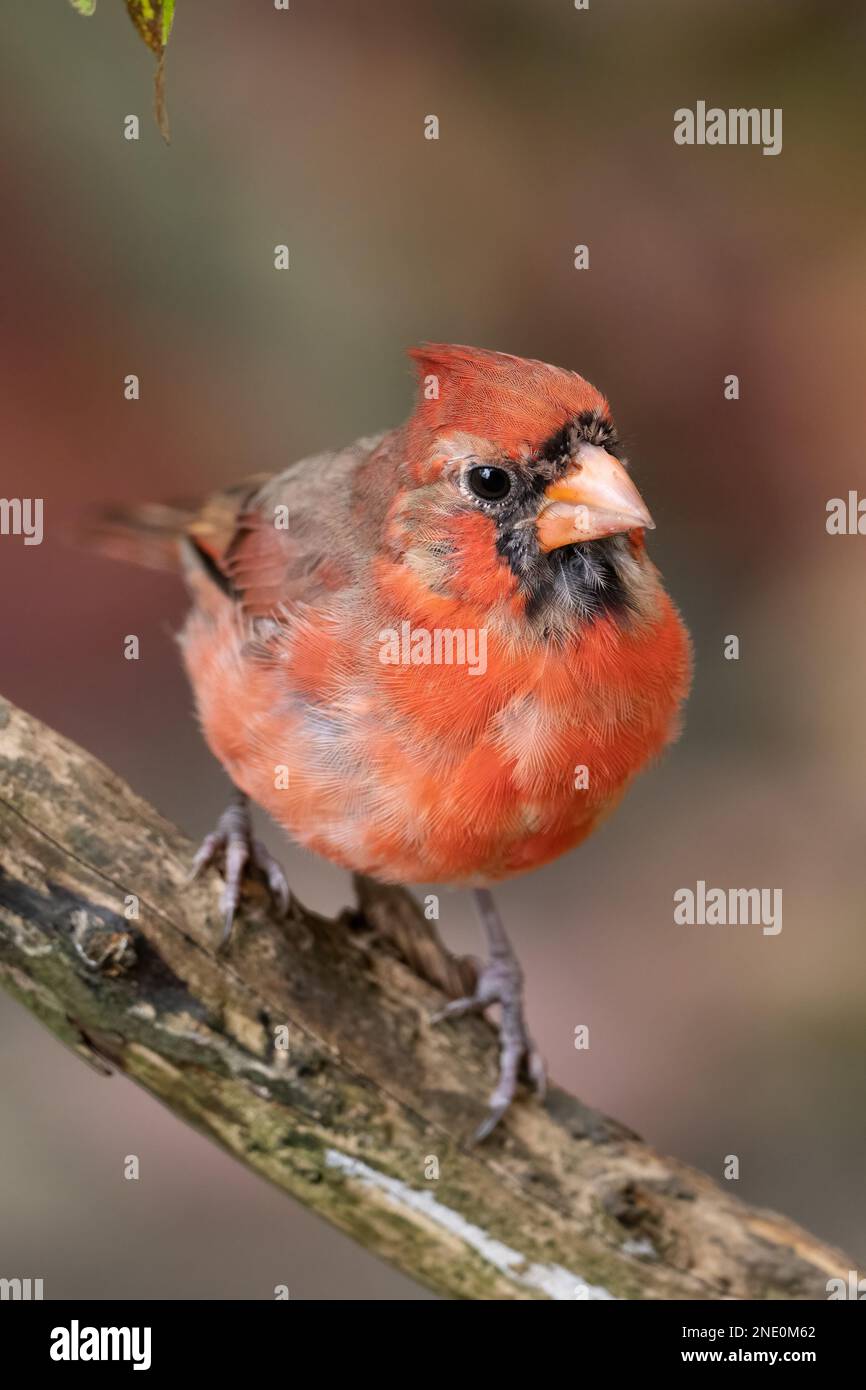 Un primo piano verticale di un cardinale settentrionale (Cardinalis cardinalis) su un ramo su sfondo sfocato Foto Stock