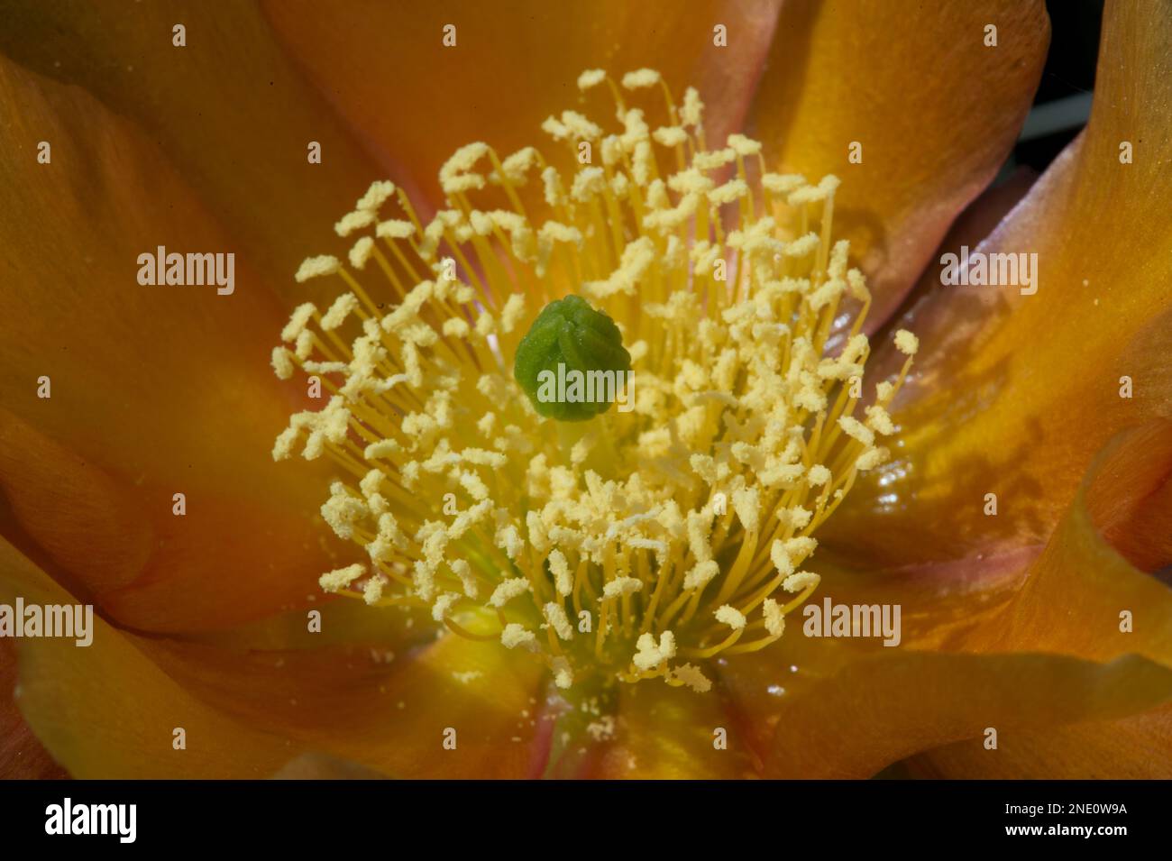 Fiori di Cactus (Opuntia sp.) Nello Utah centro-meridionale Foto Stock