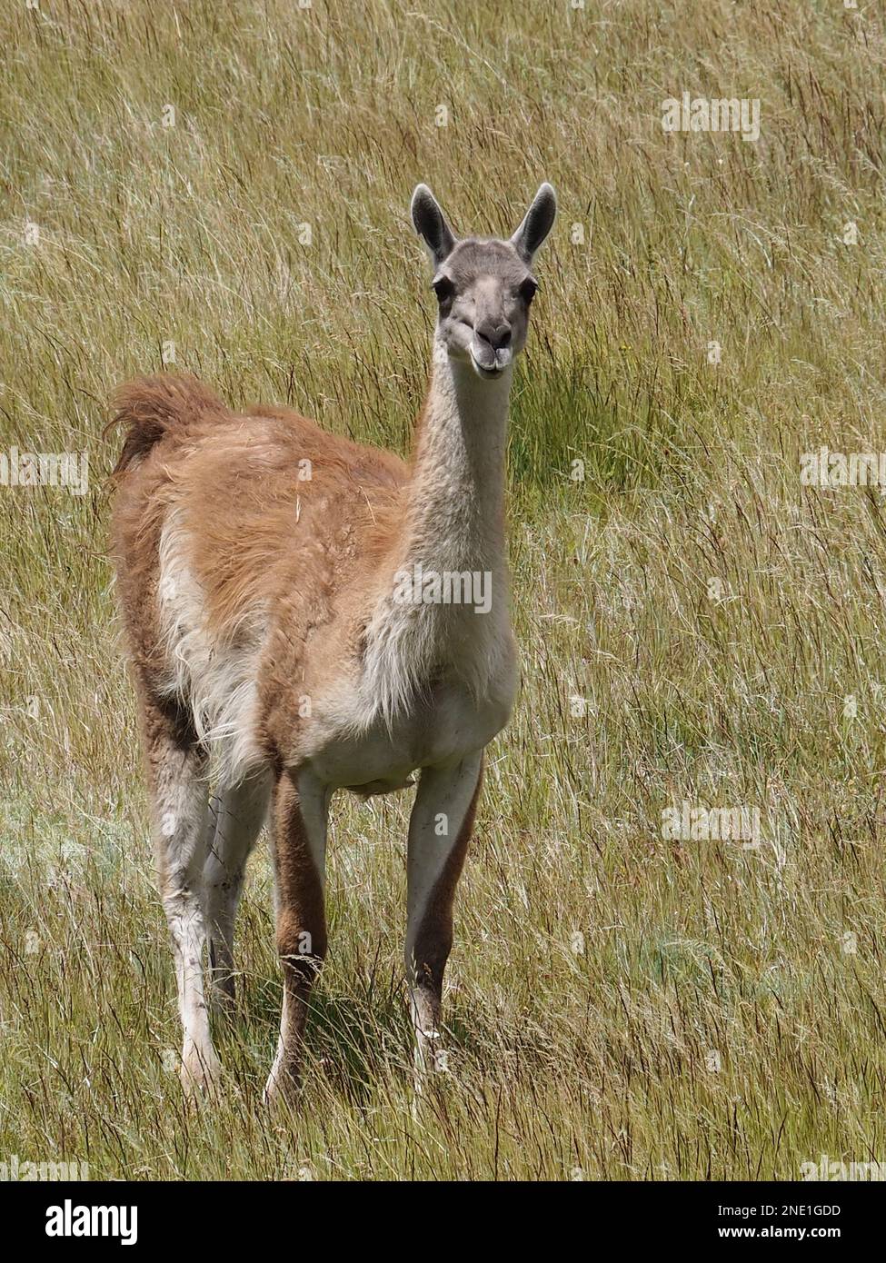 Guanaco, un animale camelide nativo del Sud America. Strettamente collegato ai lama. Argentina Foto Stock