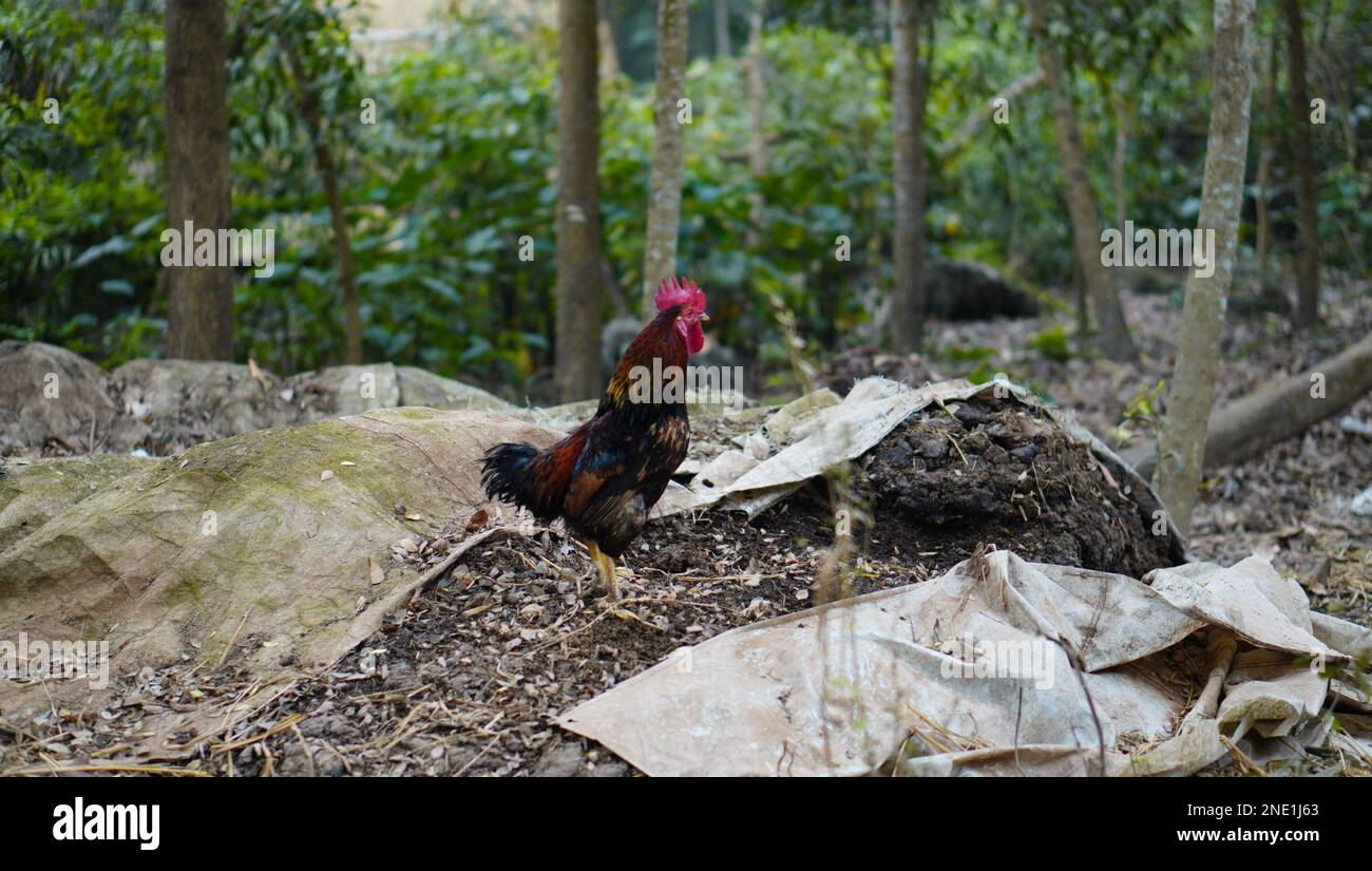 Il gallo del Bangladesh, noto anche come Desi murgi, è un uccello popolare del Bangladesh Foto Stock