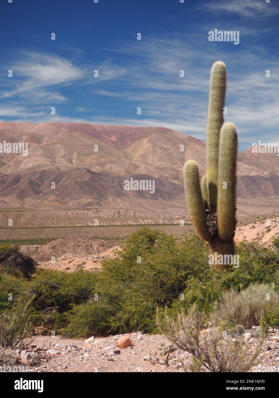 Cardones cactus con le montagne sullo sfondo nella gola di Humahuaca, Argentina Foto Stock