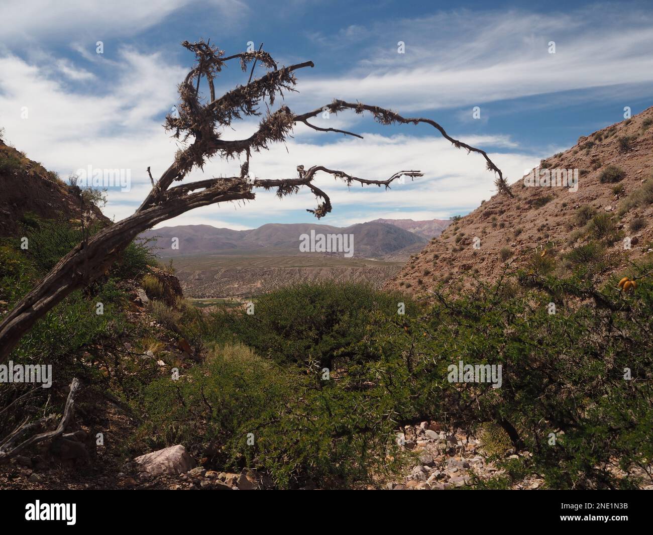 Vegetazione con montagne sullo sfondo nella gola di Humahuaca, Argentina Foto Stock