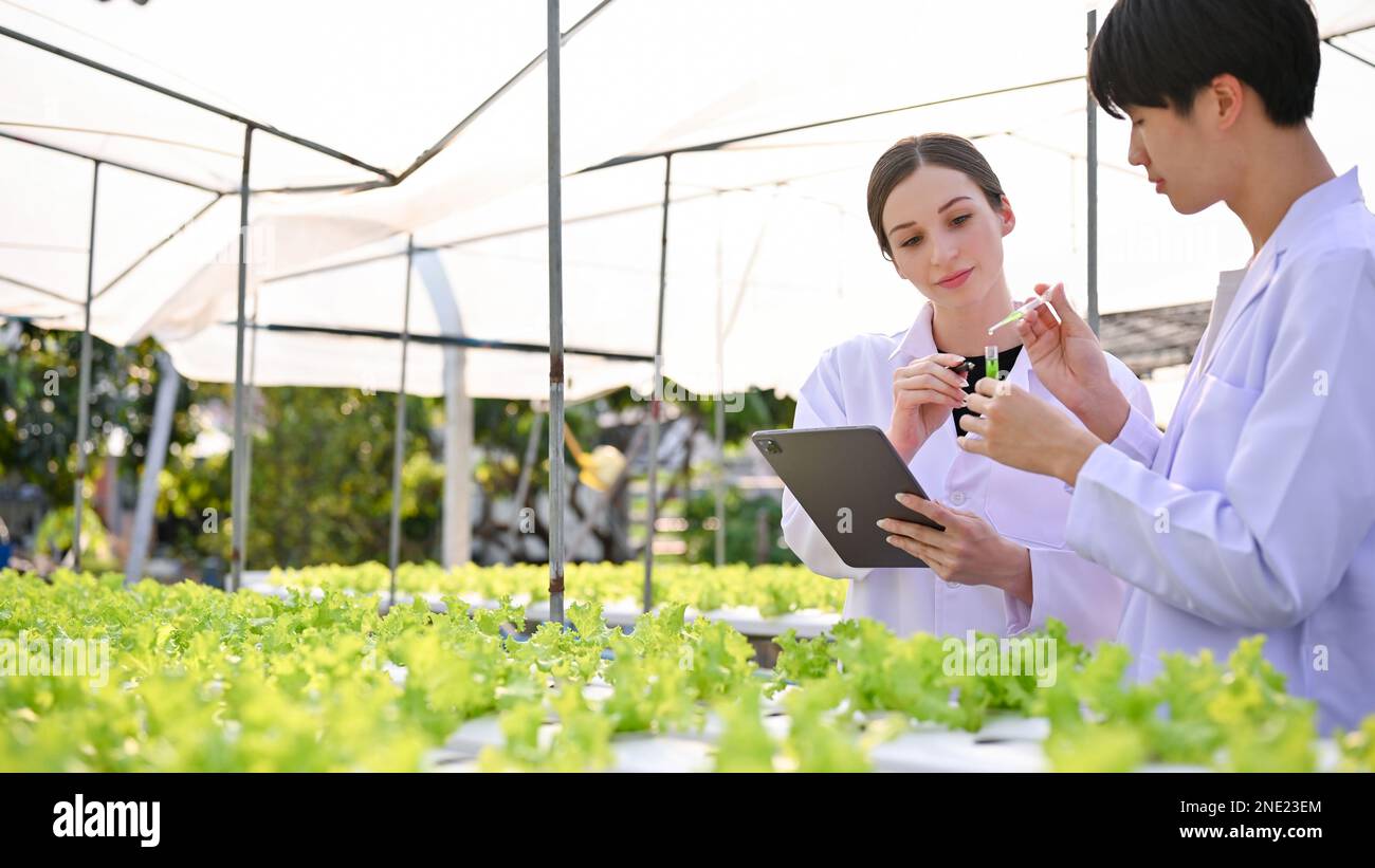 Scienziati o biologi professionisti asiatici maschi e caucasici che testano nuovi fertilizzanti liquidi, verificando la qualità delle verdure biologiche per insalata, Foto Stock