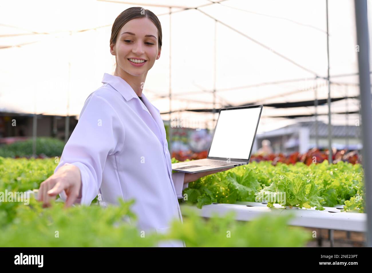 Professionista e attraente scienziato agricolo caucasico o biologo utilizzando il computer portatile, ispezionando il sistema idroponico, lavorando in serra Foto Stock