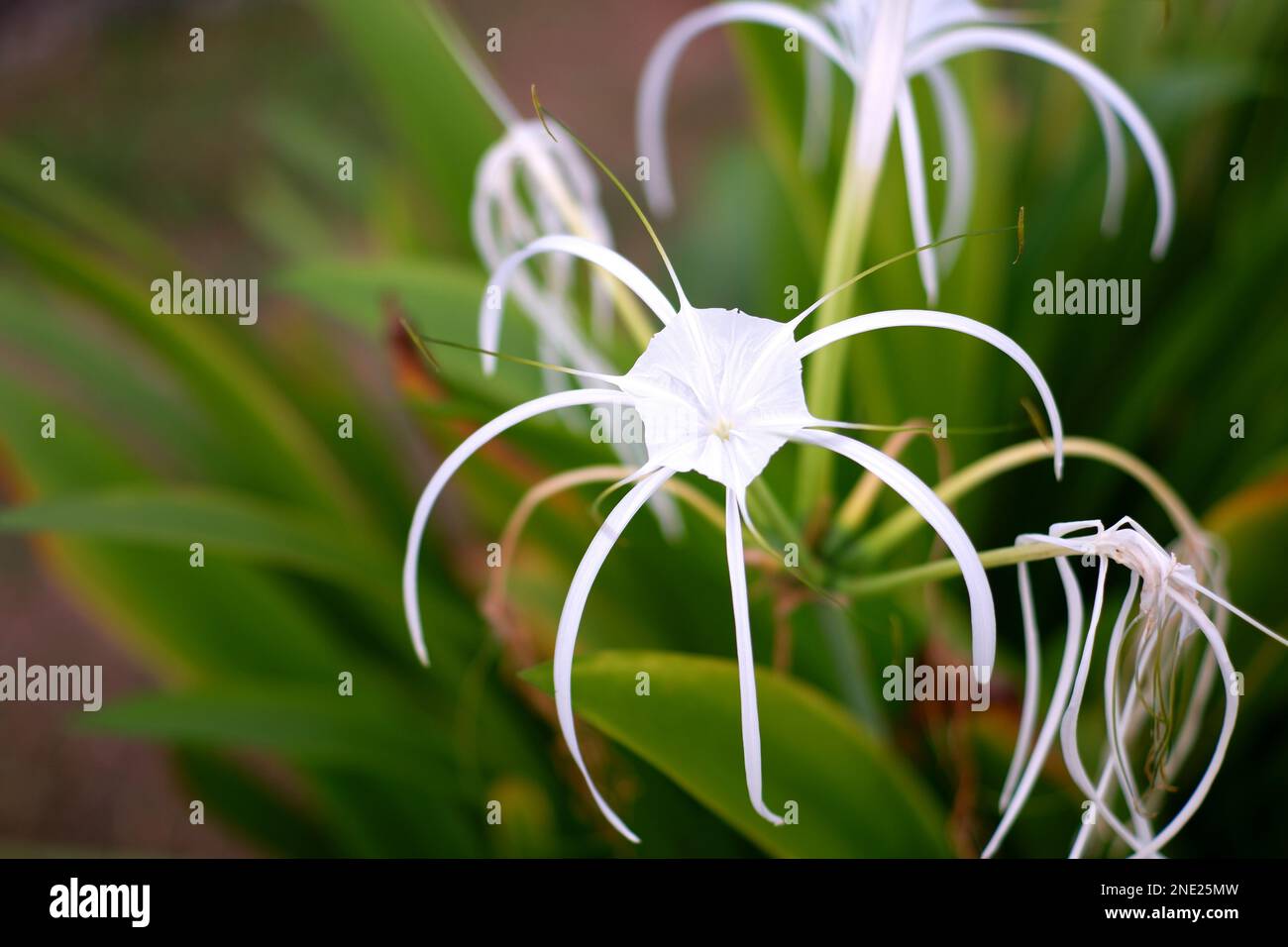 Fiore tipo Fontana giglio o Hymenocallis littoralis è bianco, con foglie ampie e verdi, nel villaggio di Daya Baru nel pomeriggio Foto Stock