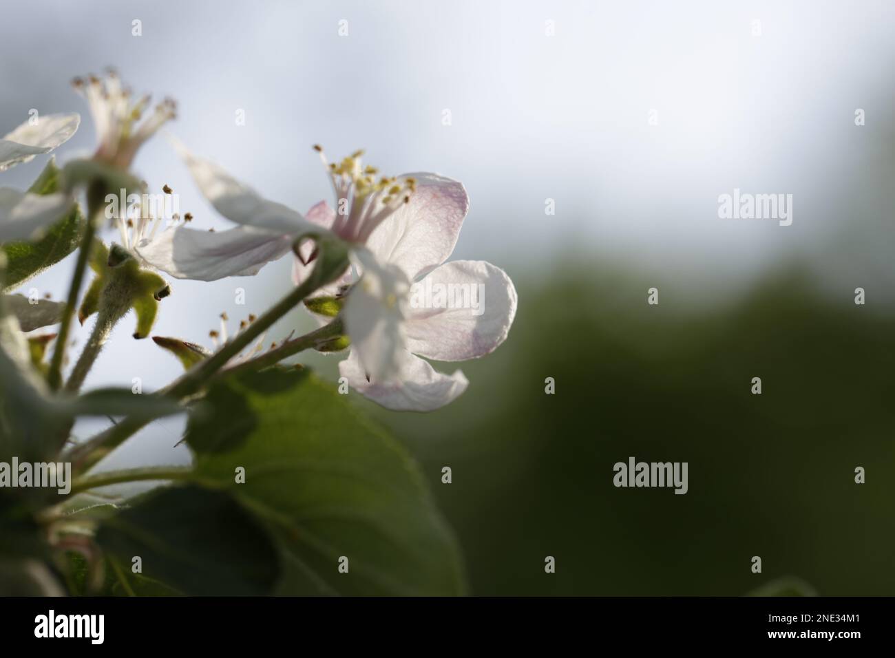 Weiße Blüten im Sonnenlicht, die den Frühling ankündigen - Fiori bianchi alla luce del sole che annunciano la primavera Foto Stock