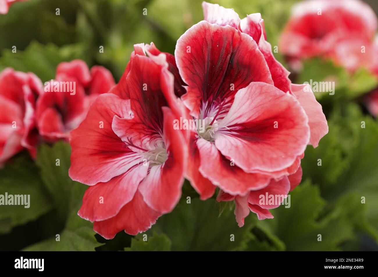 Wunderschöne malerische Blumen in rot - bellissimi fiori pittoreschi in rosso Foto Stock