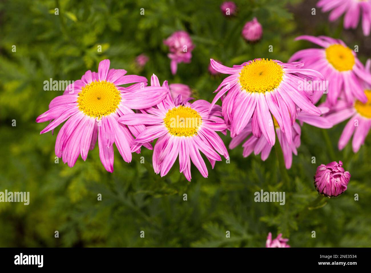 Wunderschöne Blumen in den Farben Gelb und Pink in einem Bauerngarten - bellissimi fiori di sfumature di giallo e rosa in un giardino cottage Foto Stock
