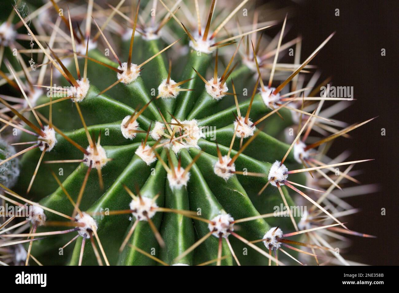 Die Stacheln eines Kaktus in Nahaufnahme - primo piano delle spine di un cactus Foto Stock