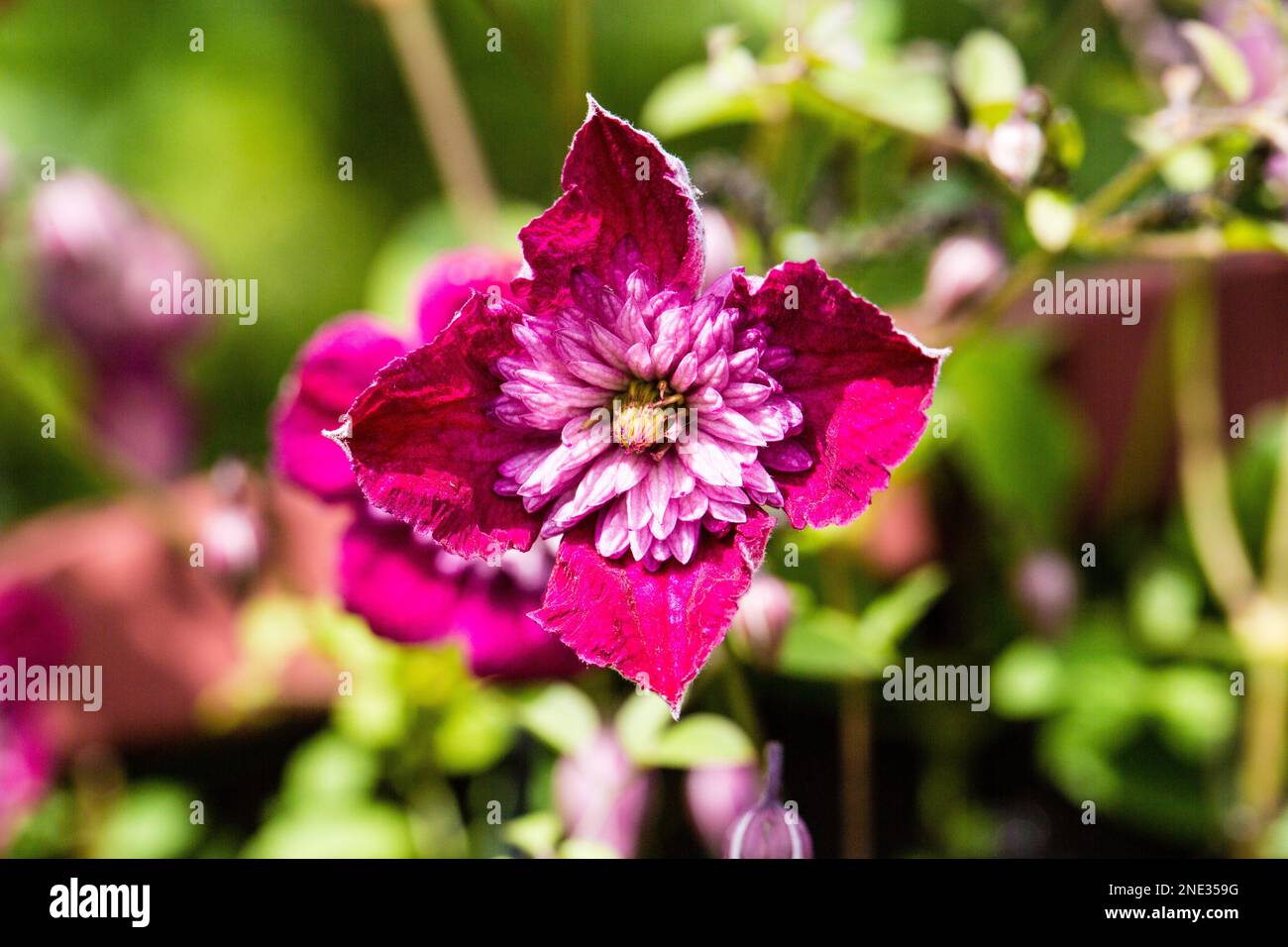 Eine wunderschöne Blume in voller Blüte - Un bel fiore in fiore Foto Stock
