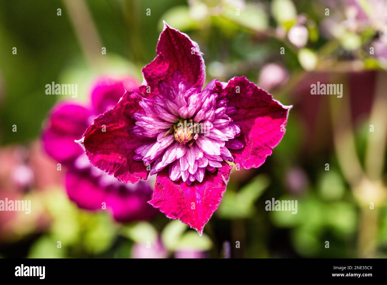 Eine wunderschöne Blume in voller Blüte - Un bel fiore in fiore Foto Stock