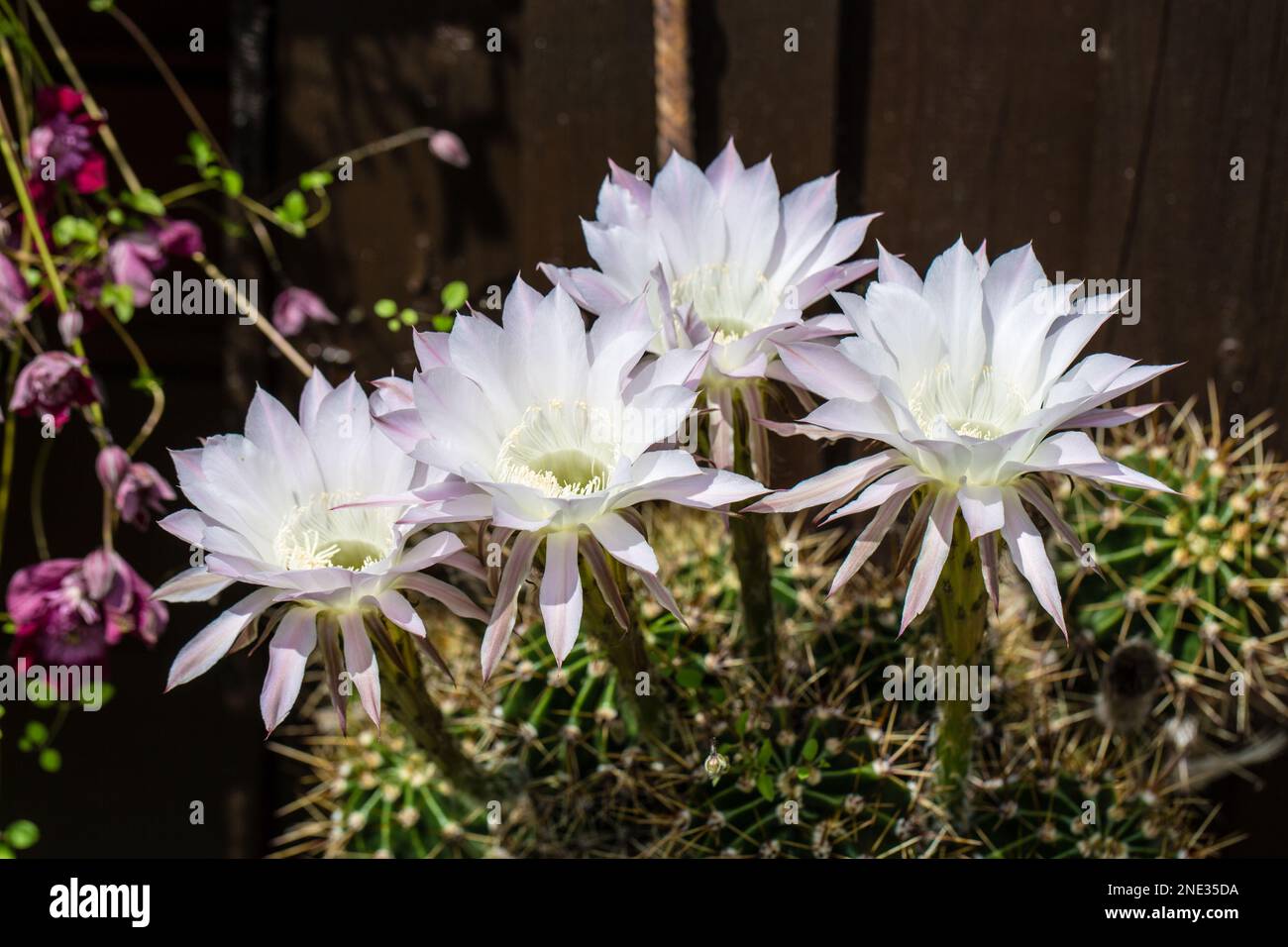 Lange und große Blüten bringt die echinopsis (Seeigelkaktus) hervor. Leider sild sid nur einen Tag lang zu bewundern. ammirate solo per un giorno Foto Stock