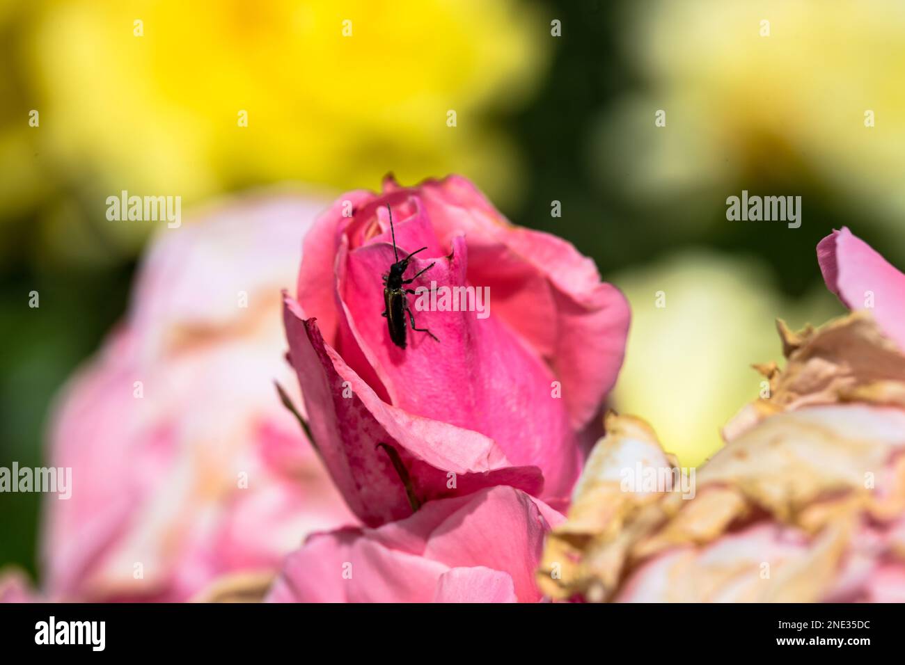 Ein Käfer auf einer Blume in zartem Rosa - Uno scarabeo su un morbido fiore rosa Foto Stock