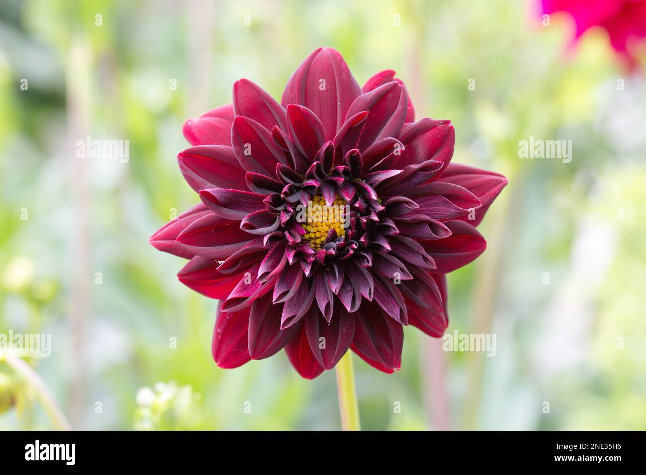 Eine wunderschöne rote Blume in einem Bauerngarten - Un bel fiore rosso in un giardino cottage Foto Stock