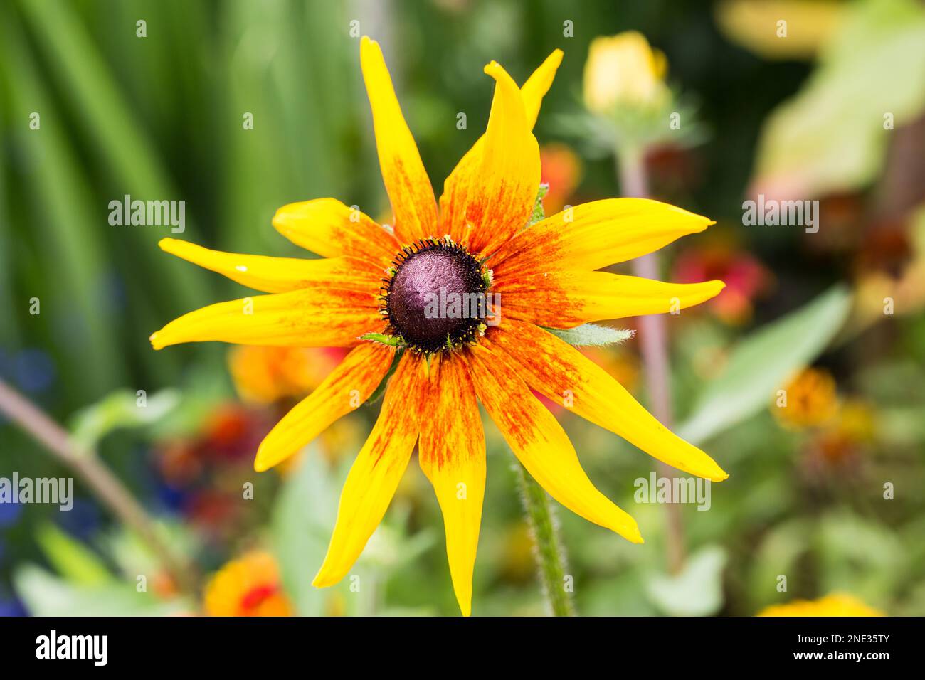 Gelber Stern Blume im Garten - giallo Star Flower Garden Foto Stock