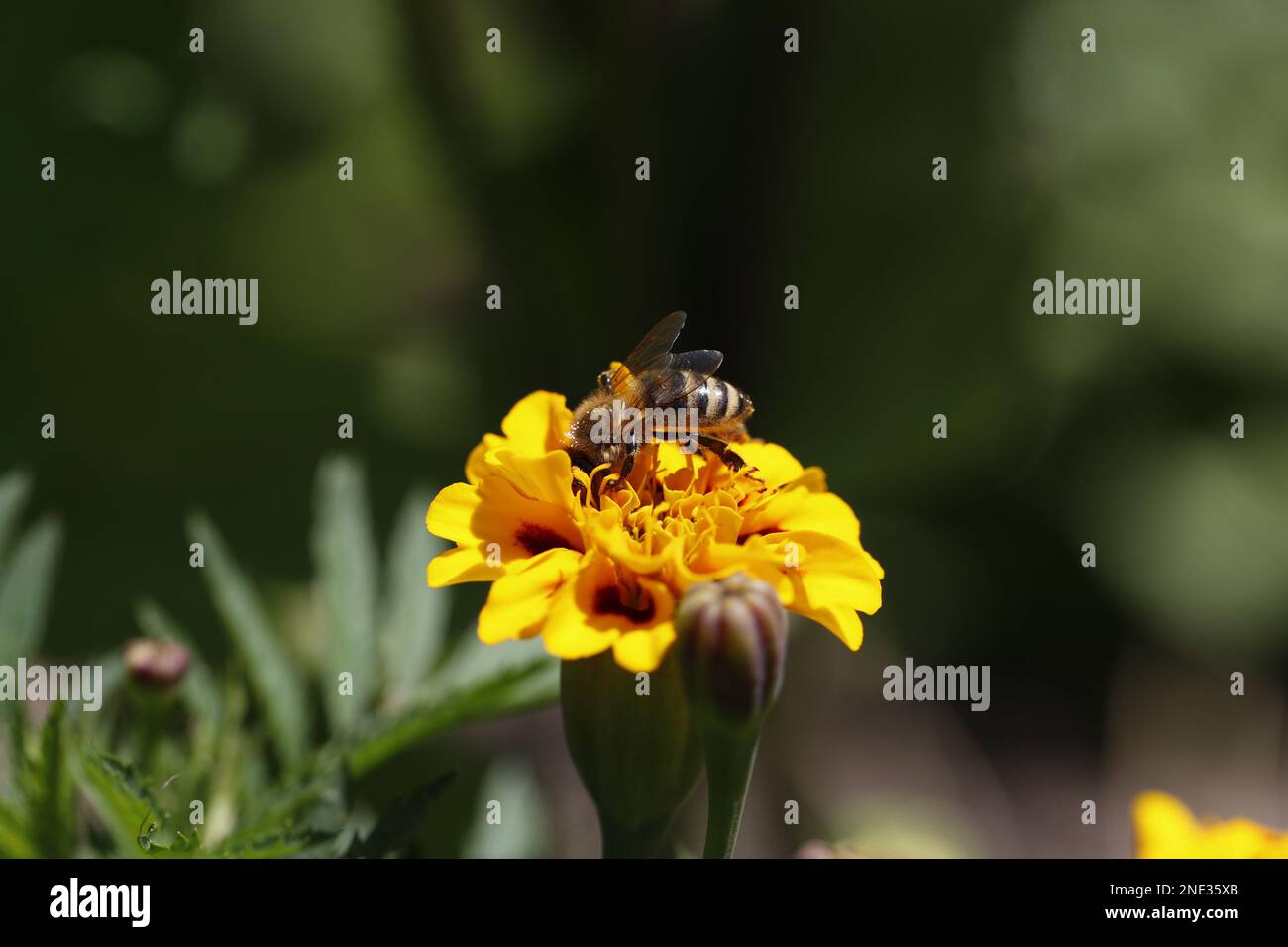 Eine Biene auf einer gelben Blume - un'ape su un fiore giallo Foto Stock