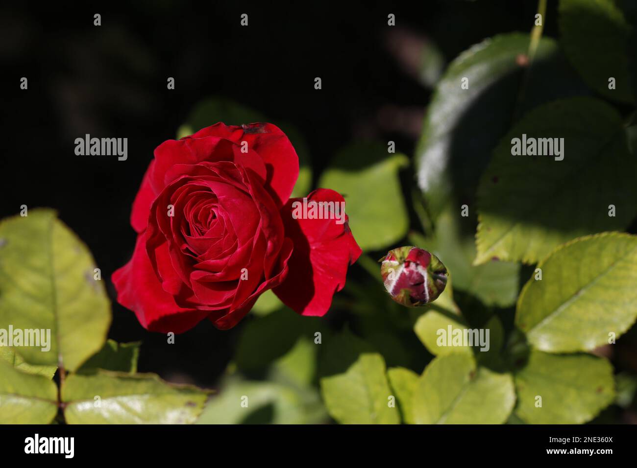 Rosa di rosa di eine e Knospe di eine - Una rosa rossa e un germoglio Foto Stock