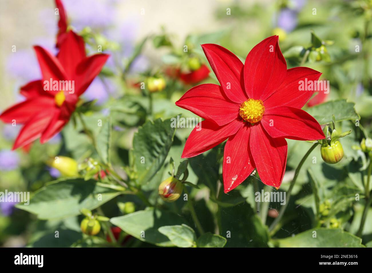Rote Blume mit gelbem Innerren - fiore rosso con cuore giallo Foto Stock