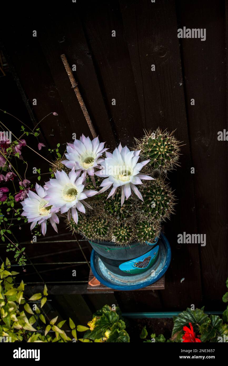 Lange und große Blüten bringt die echinopsis (Seeigelkaktus) hervor. Leider sild sid nur einen Tag lang zu bewundern. ammirate solo per un giorno Foto Stock