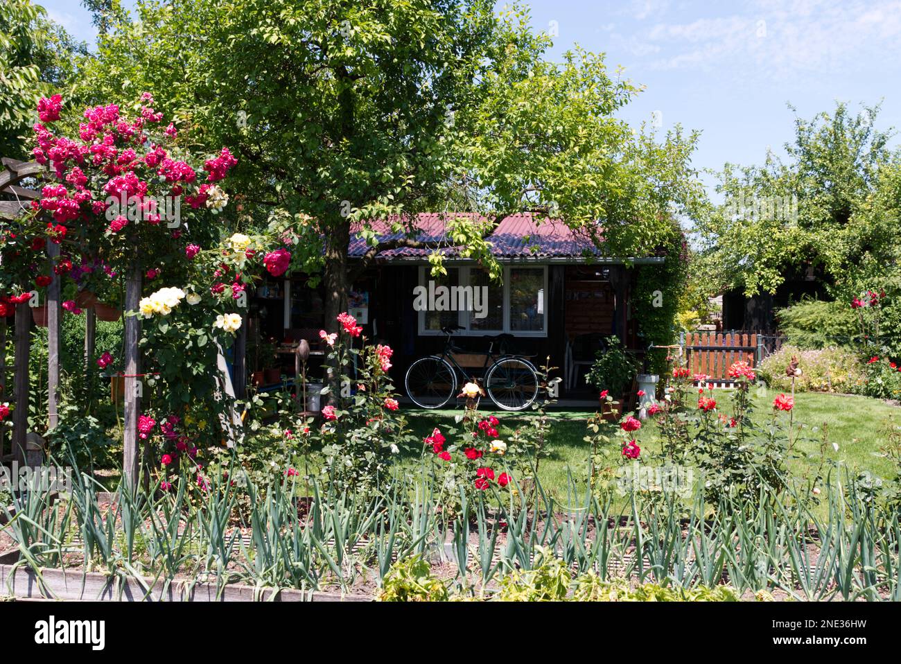 Wunderschöne Blumen in einem Bauerngarten in Deutschland - bellissimi fiori in un giardino cottage in Germania Foto Stock