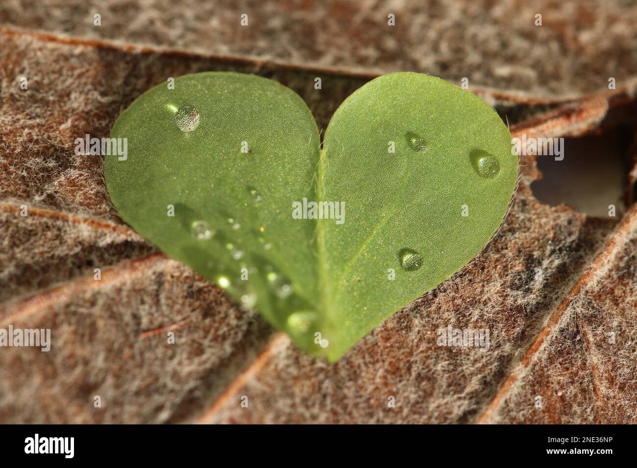 Ein kleines Blatt geformt wie ein Herz - Una piccola foglia a forma di cuore Foto Stock