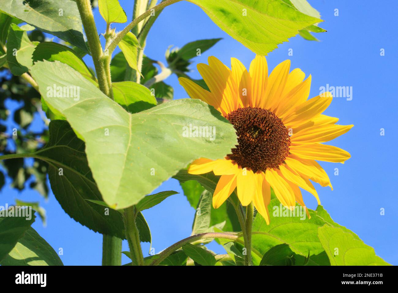 Un girasole contro un cielo blu - Eine Sonnenblume vor blauem Himmel Foto Stock