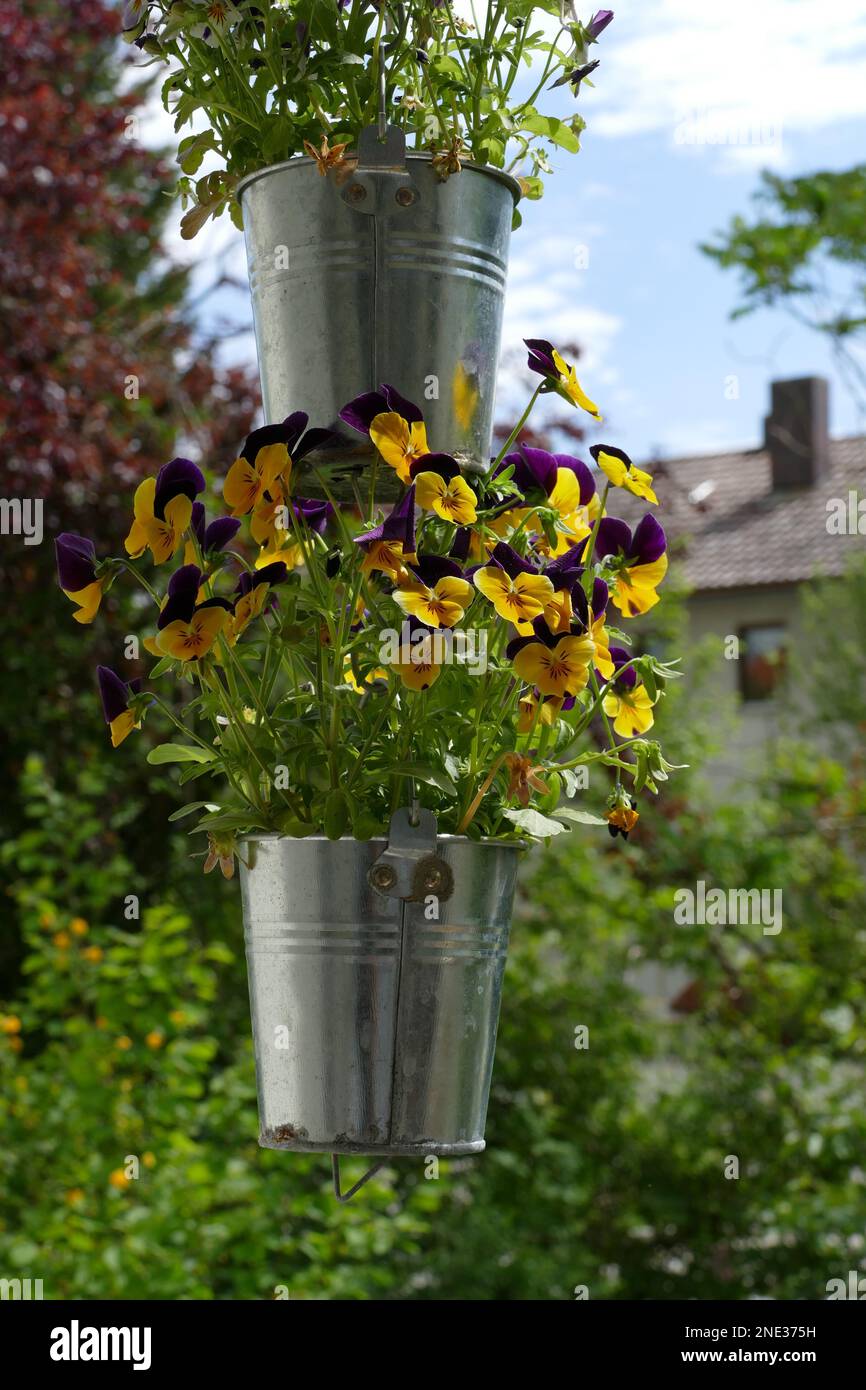 Wunderschöne Blumen in einem hängenden Topf - bellissimi fiori in una pentola appesa Foto Stock