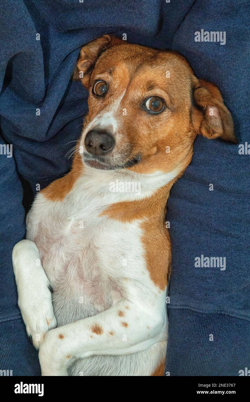 Animale domestico dolce del cane nidificato nelle braccia del suo proprietario Foto Stock