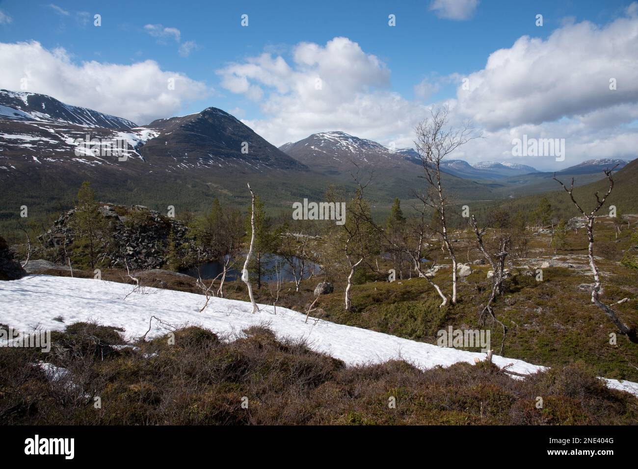 Il Parco Nazionale di Øvre Dividalen, nel comune di Målselv, nella provincia di Troms, in Norvegia, è noto per le sue foreste primarie di betulla Foto Stock